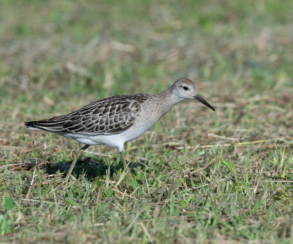 brushane - ML646349060