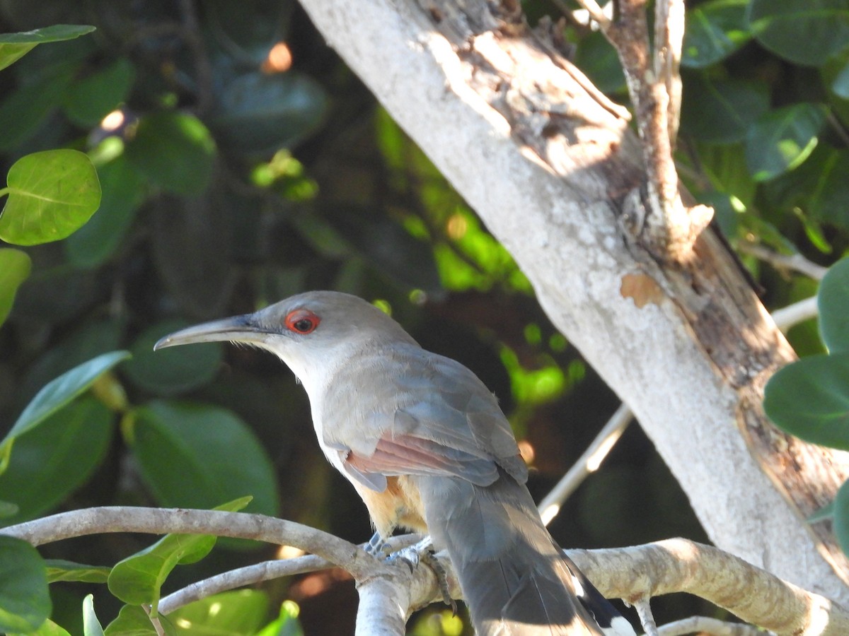 Great Lizard-Cuckoo - ML646349064