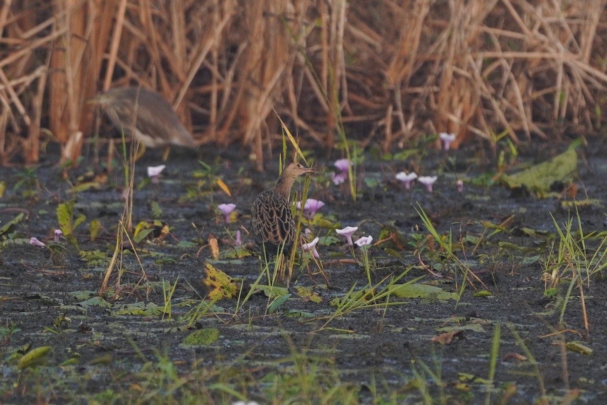 Watercock - ML646349066