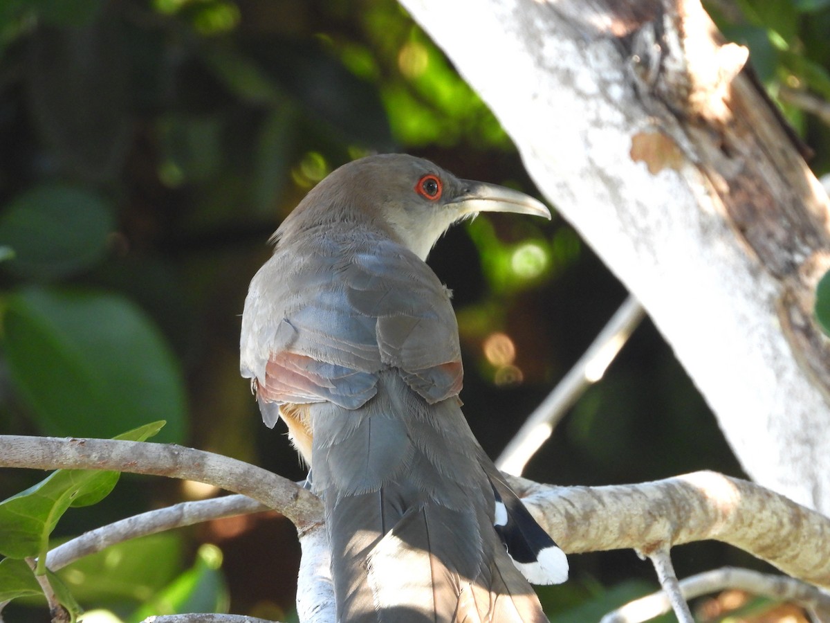 Great Lizard-Cuckoo - ML646349070