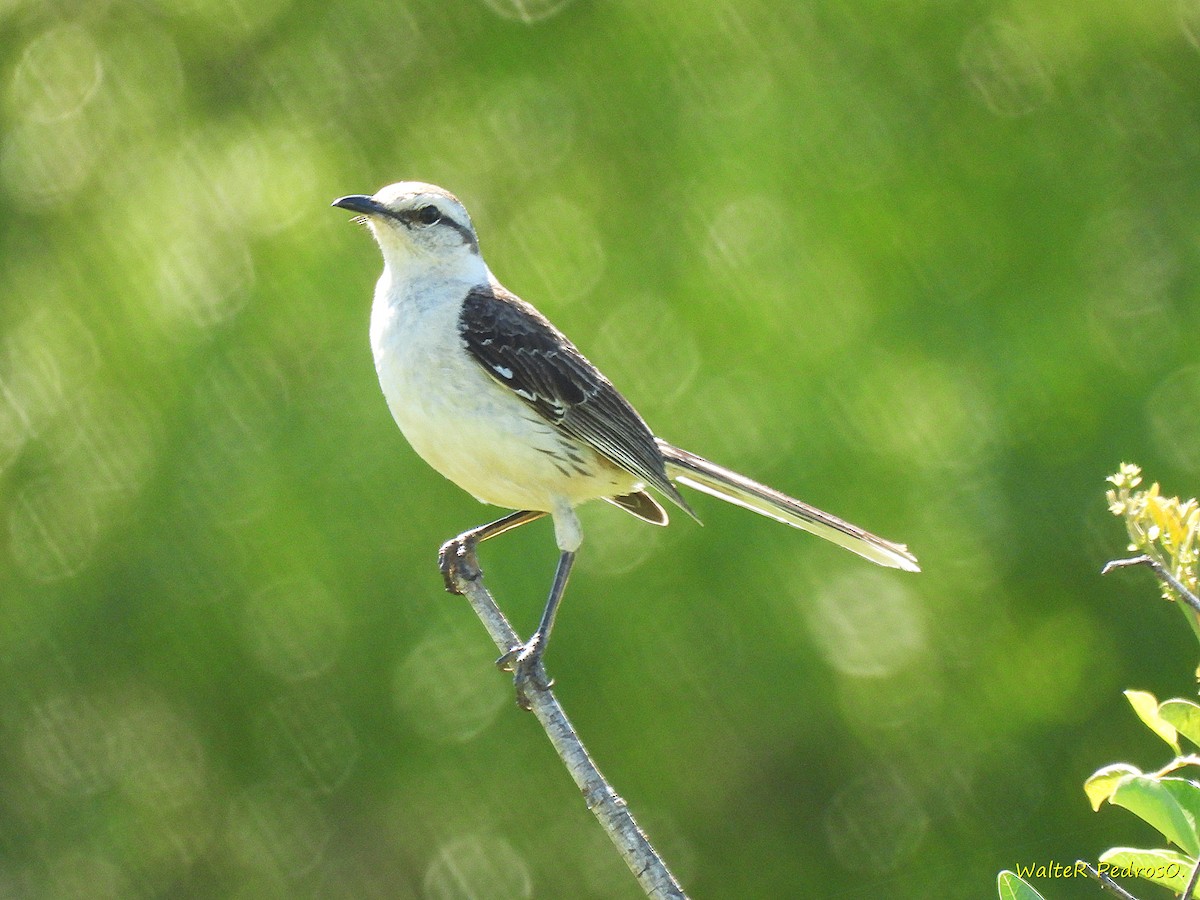 Chalk-browed Mockingbird - ML646349072