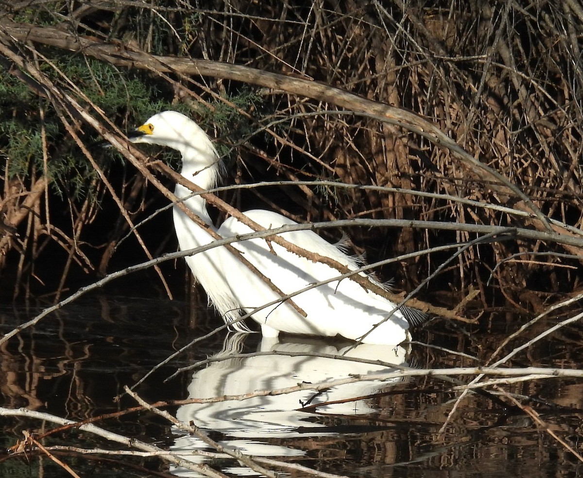 Snowy Egret - ML646349078
