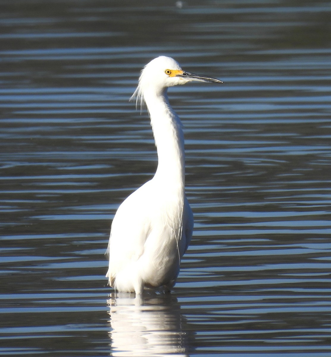 Snowy Egret - ML646349079