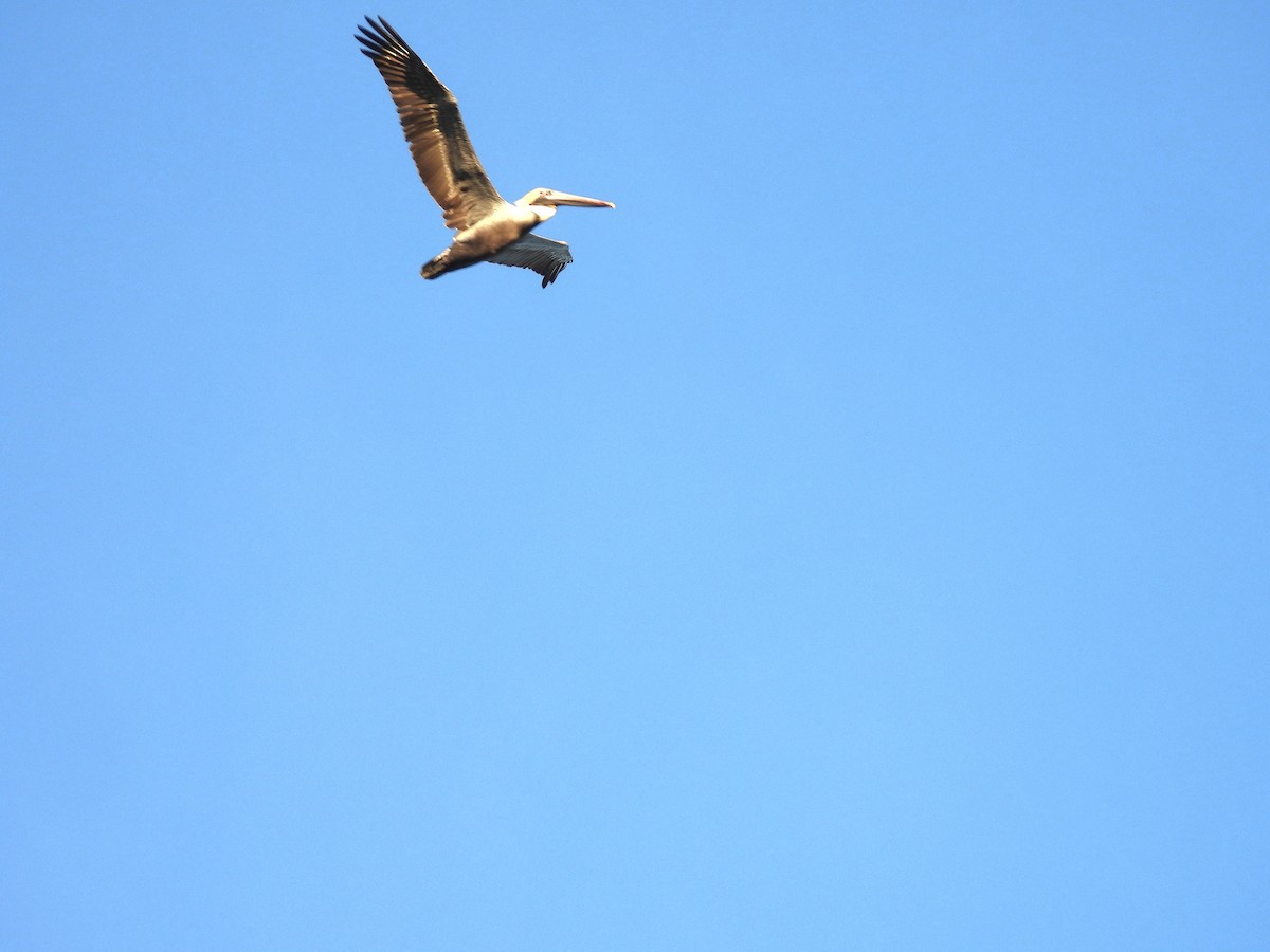 Brown Pelican - ML646349081