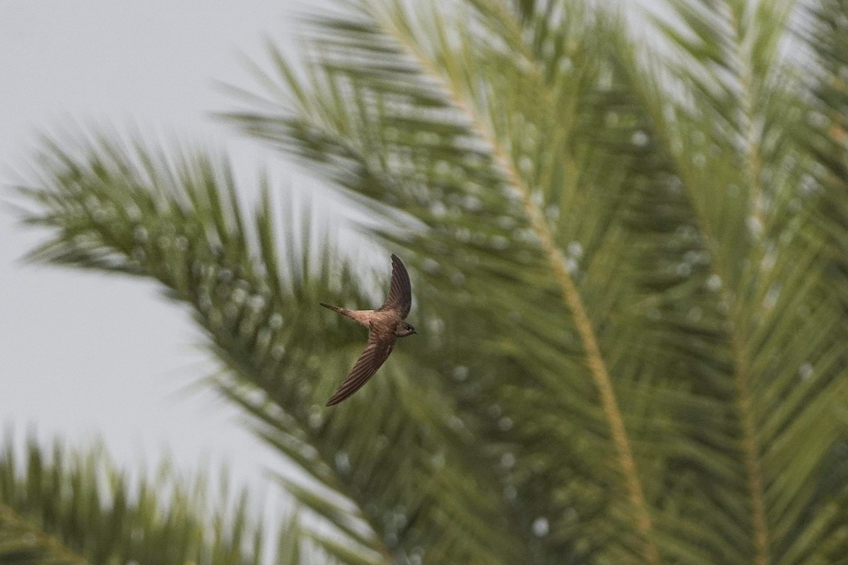 סיס-דקלים אסייתי - ML646349082