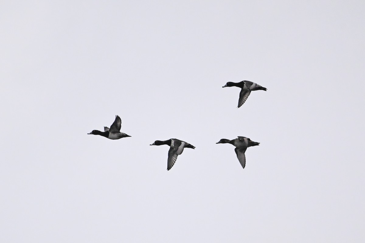 Ring-necked Duck - ML646349089