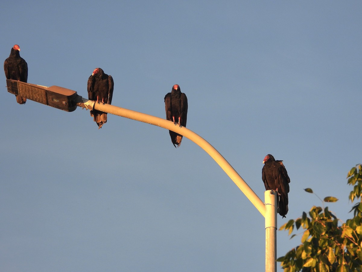 Turkey Vulture - ML646349090