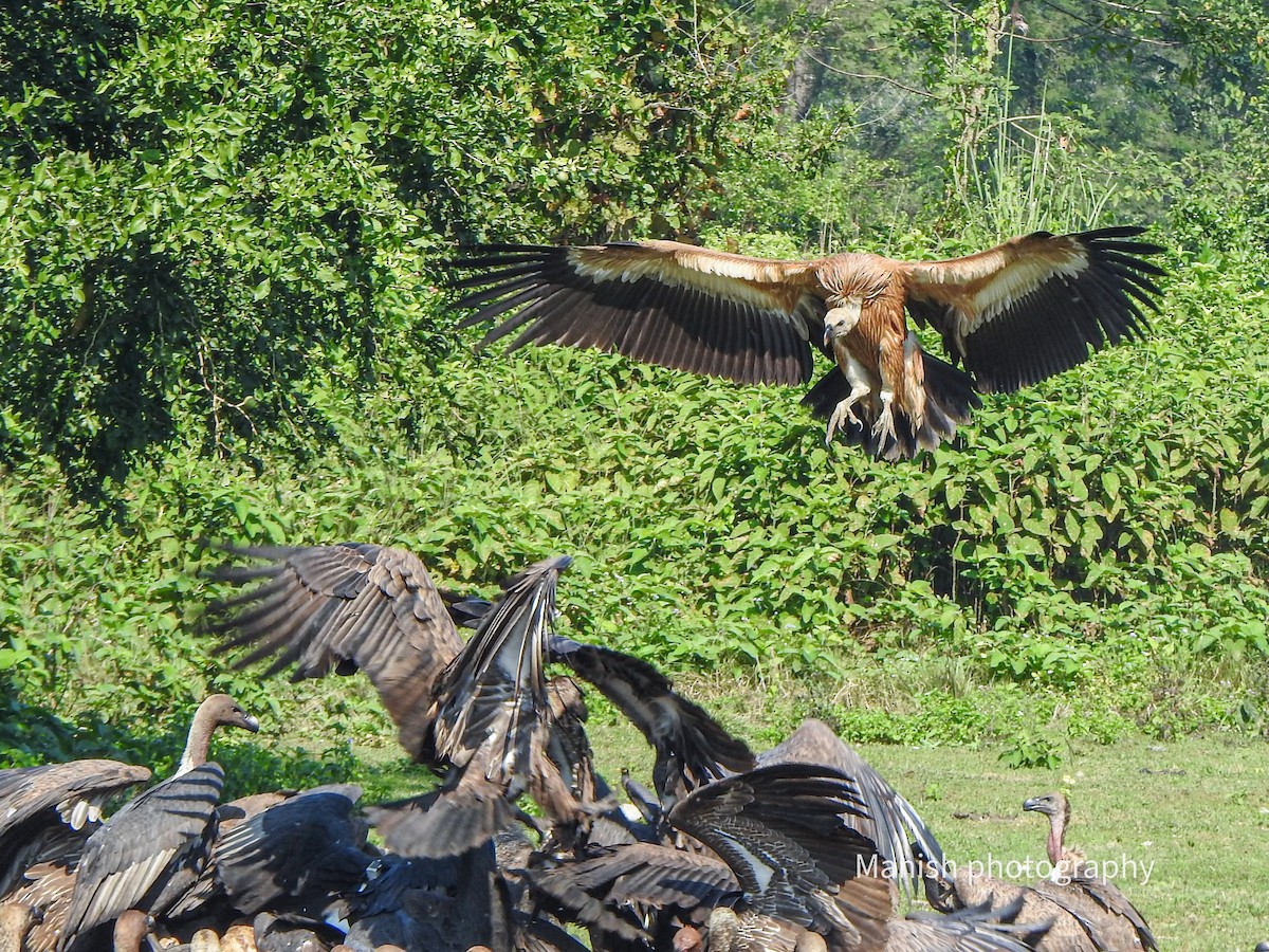 Schneegeier - ML646349094
