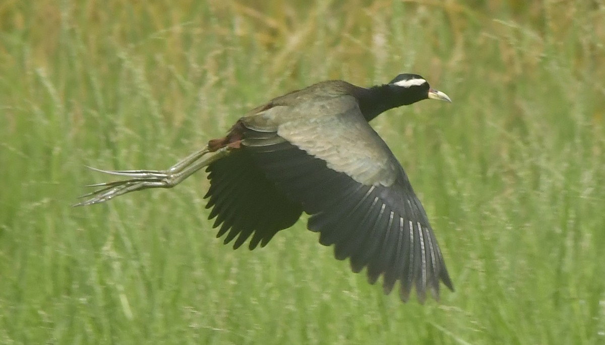 ostnák hnědoocasý - ML646349099