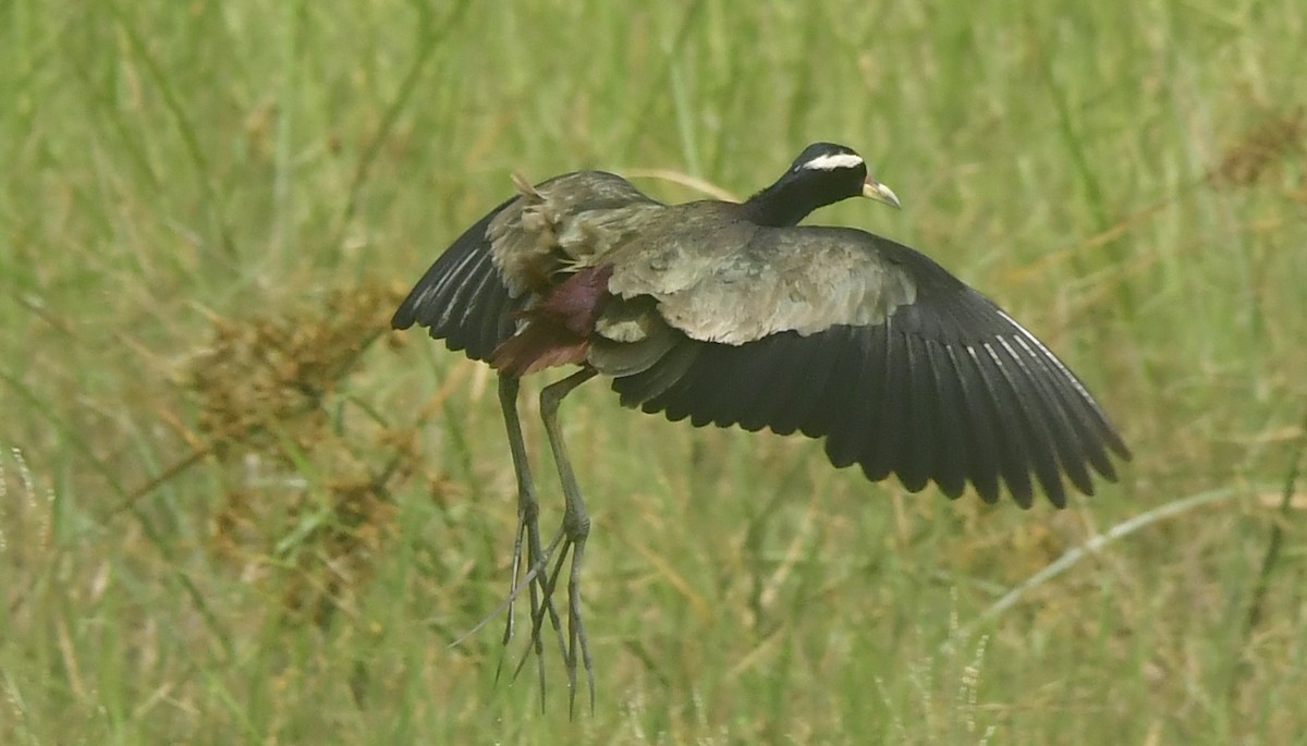 ostnák hnědoocasý - ML646349100
