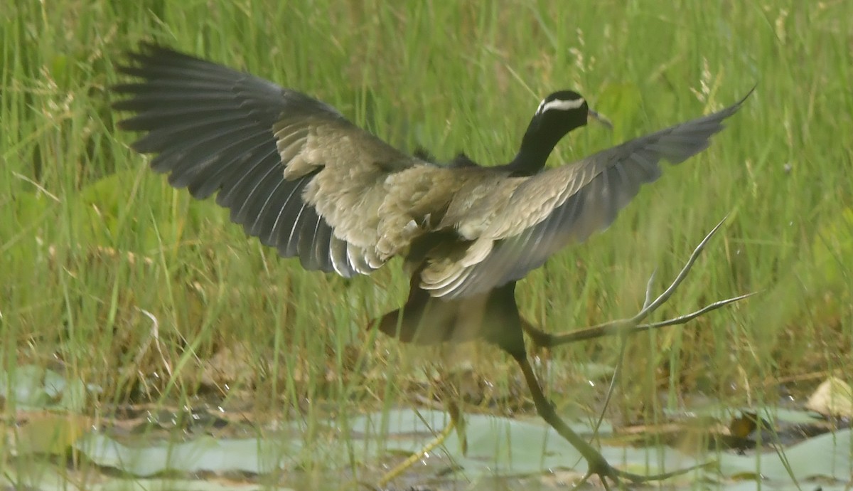 ostnák hnědoocasý - ML646349102