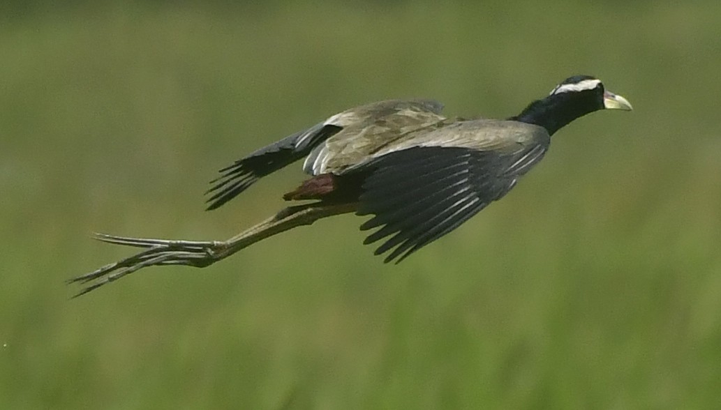 ostnák hnědoocasý - ML646349103