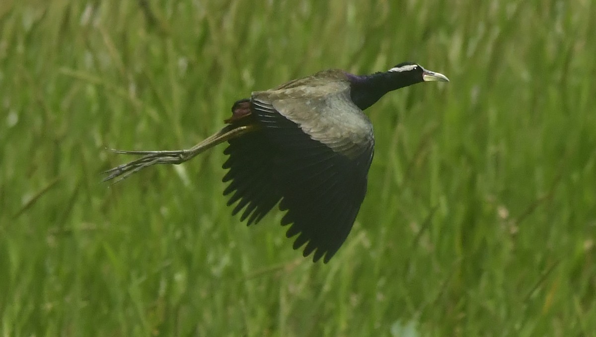 ostnák hnědoocasý - ML646349104