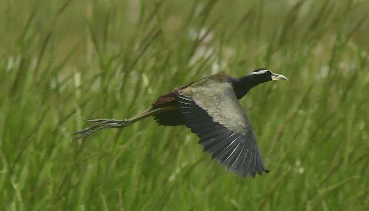 ostnák hnědoocasý - ML646349105