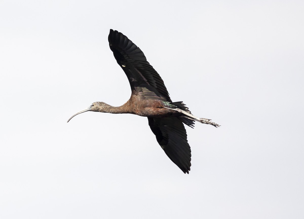 Morito Común - ML646349109