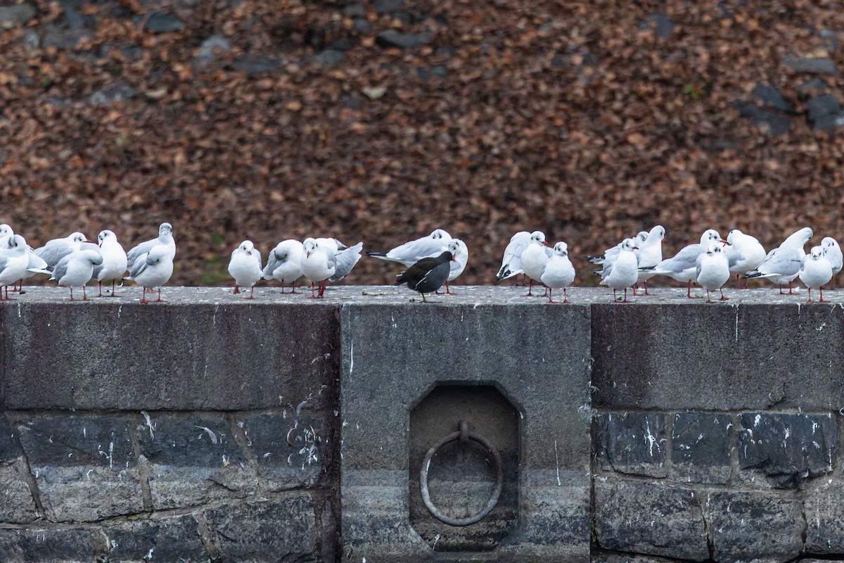 Black-headed Gull - ML646349110
