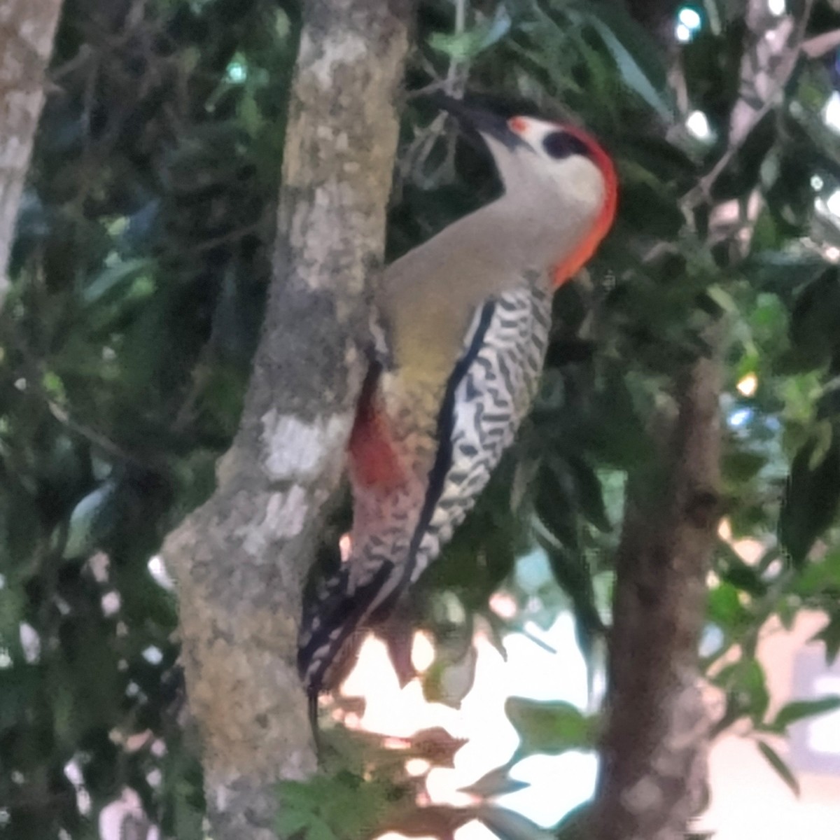 Багамский дятел - ML646349113