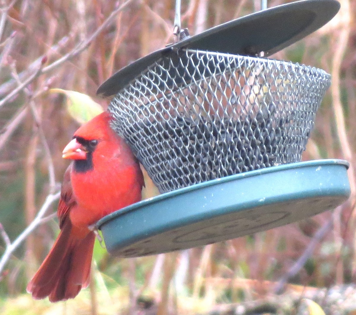 Northern Cardinal - ML646349115