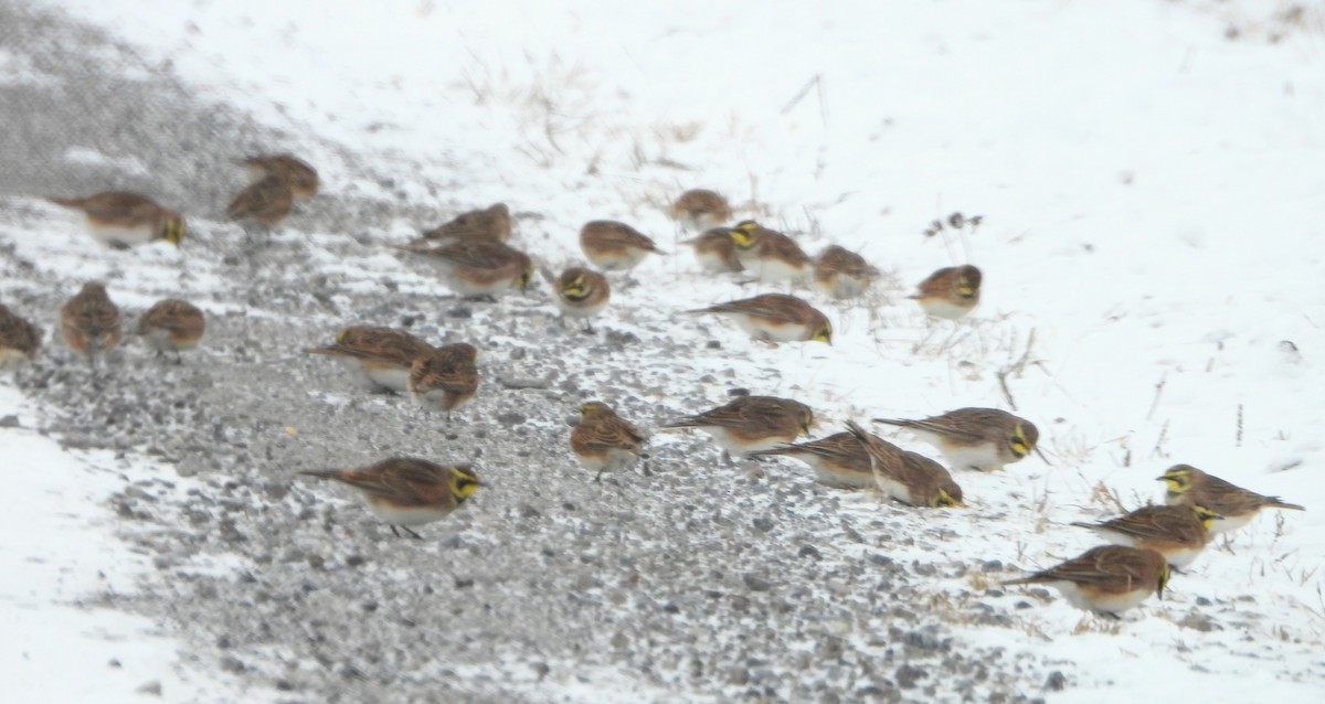 skřivan ouškatý - ML646349116