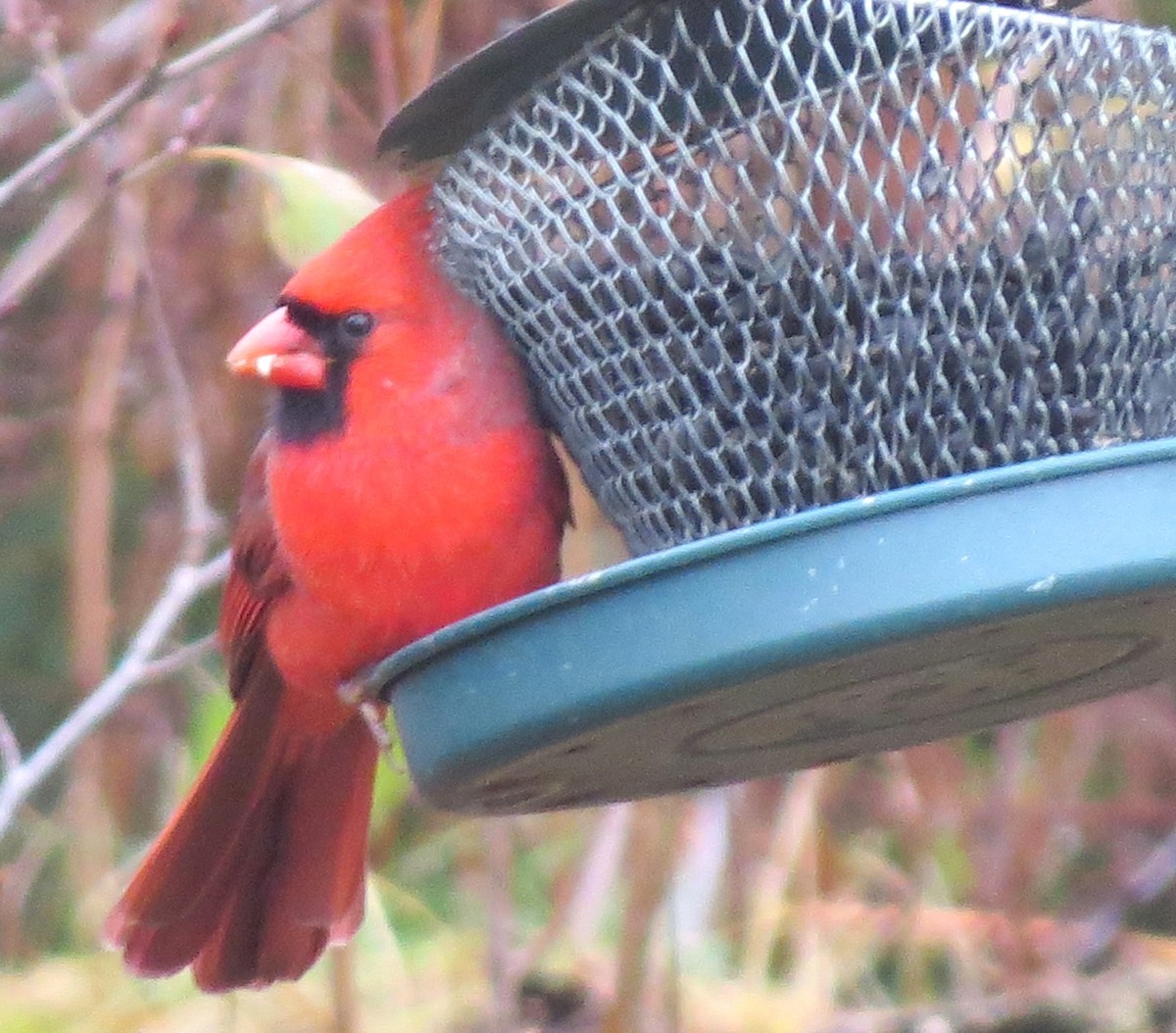 Northern Cardinal - ML646349119