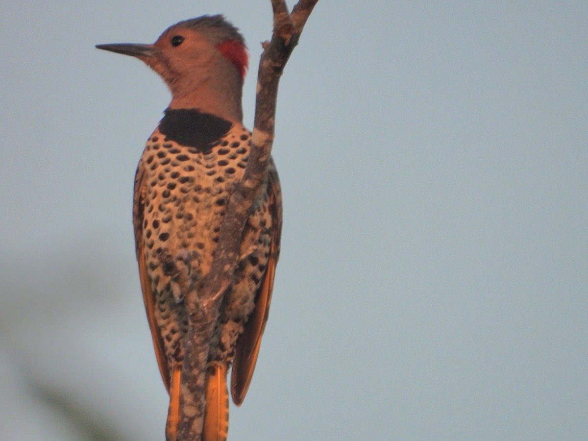 Northern Flicker - ML646349120