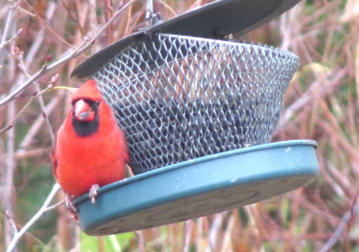 Northern Cardinal - ML646349125