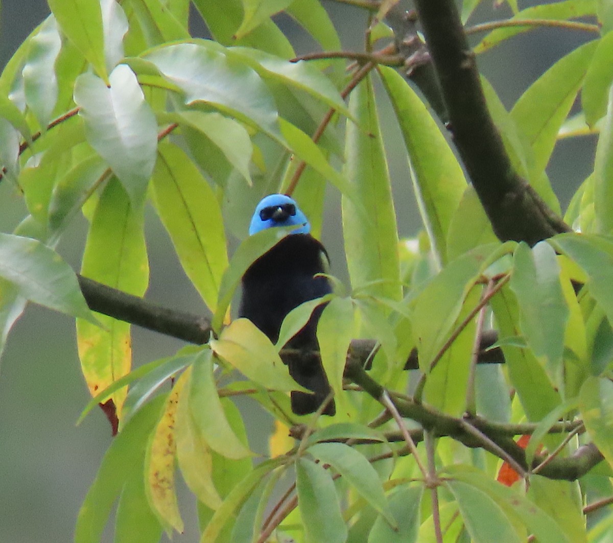 Blue-necked Tanager - ML646349126