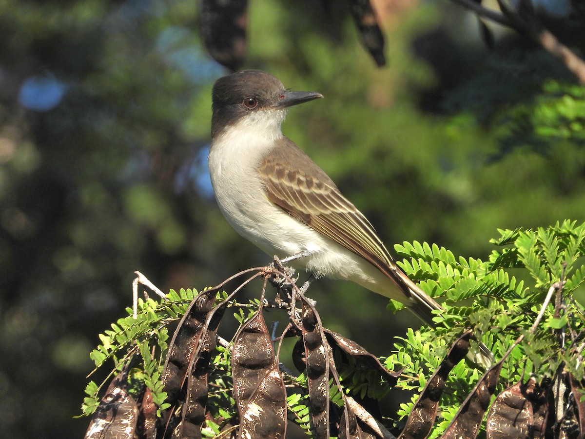 Loggerhead Kingbird - ML646349127