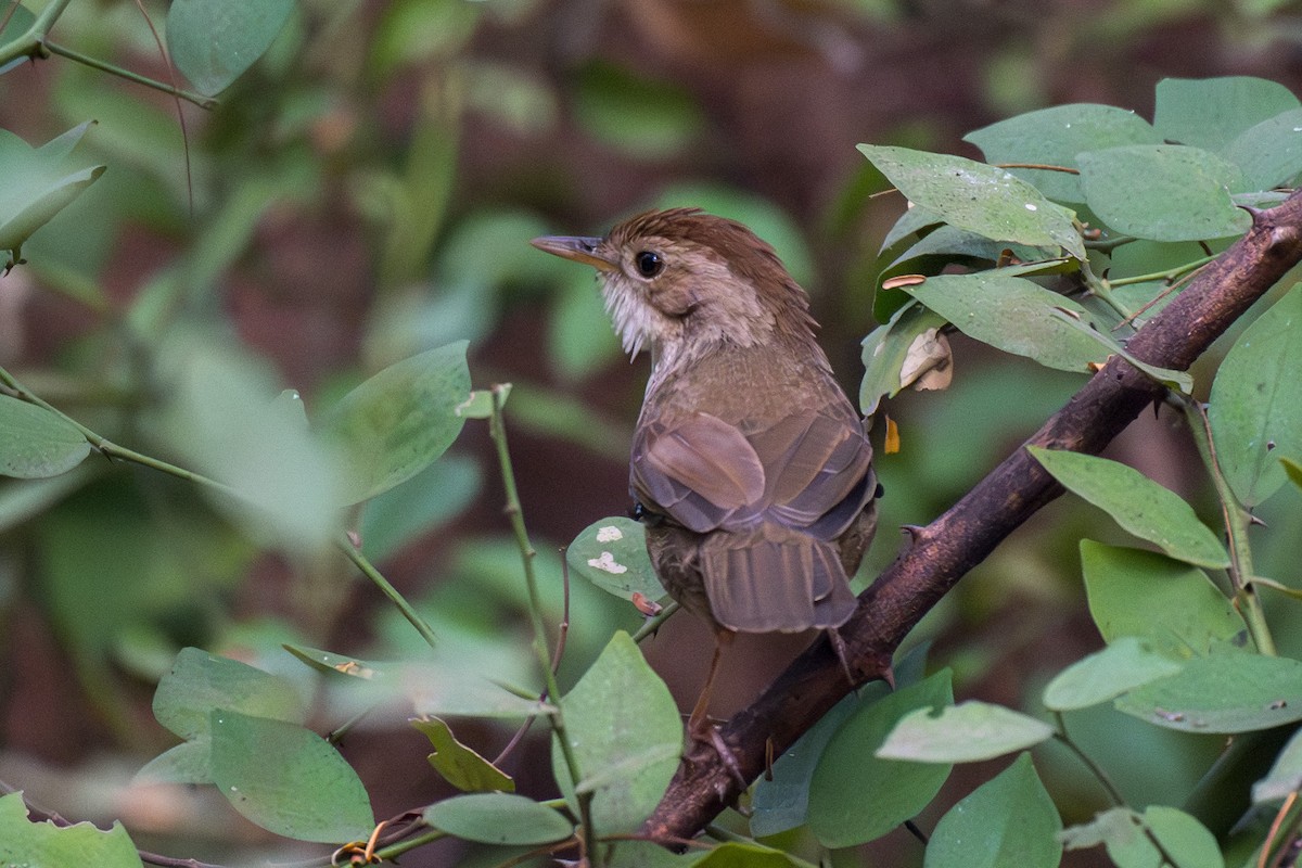 Puff-throated Babbler - ML646349128