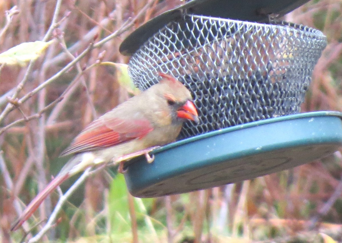 Northern Cardinal - ML646349129