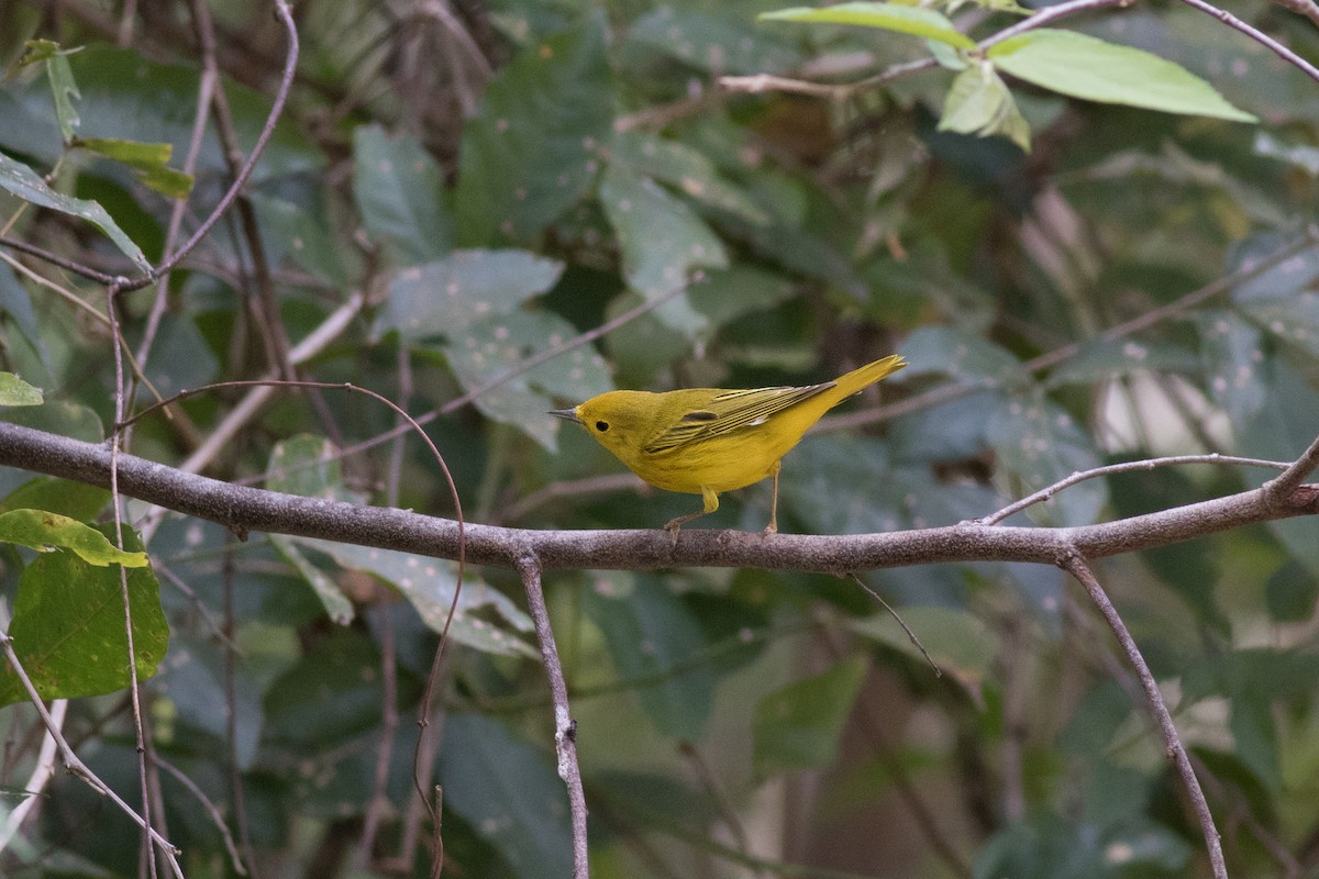Northern Yellow Warbler - ML646349130