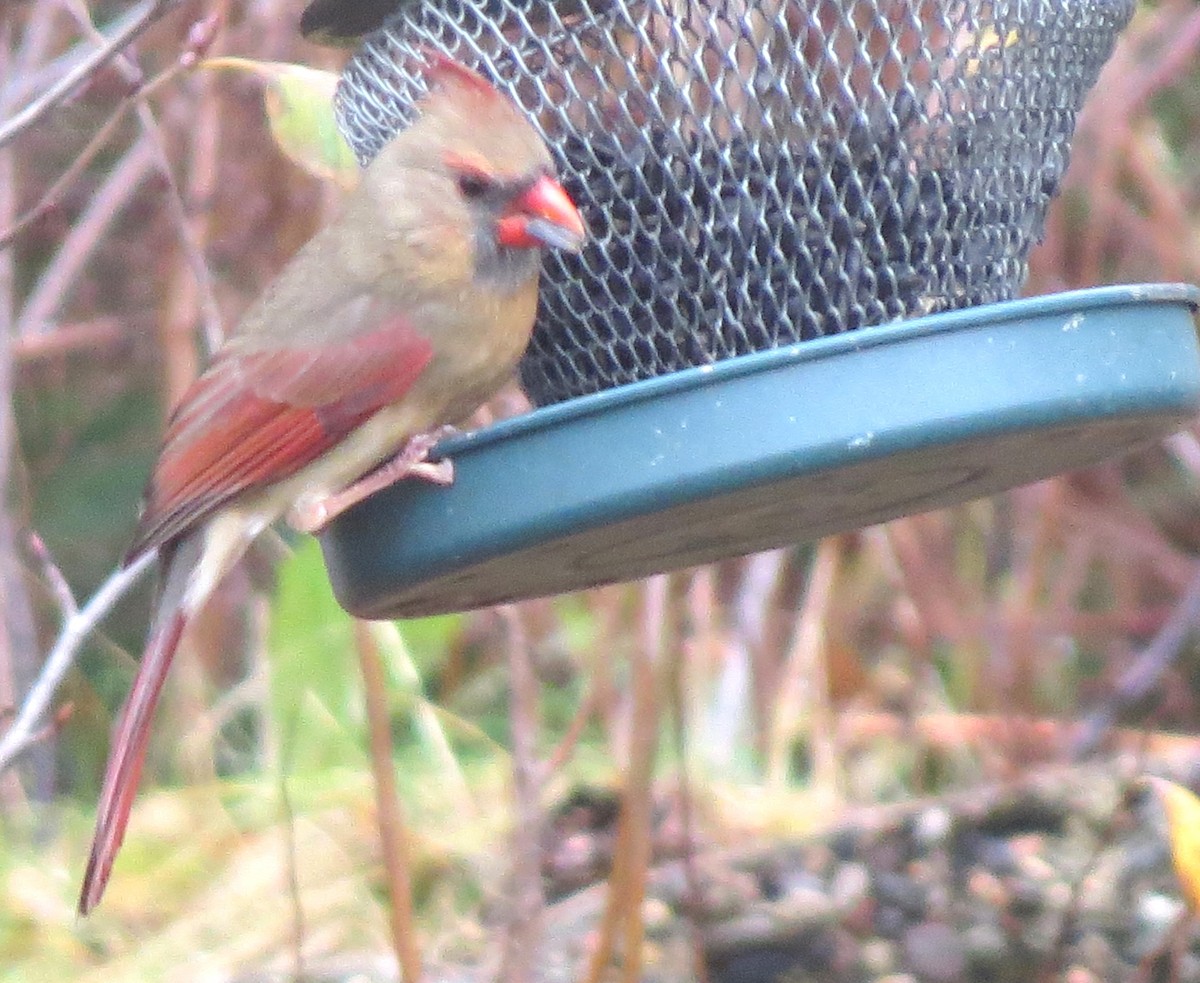 Northern Cardinal - ML646349132