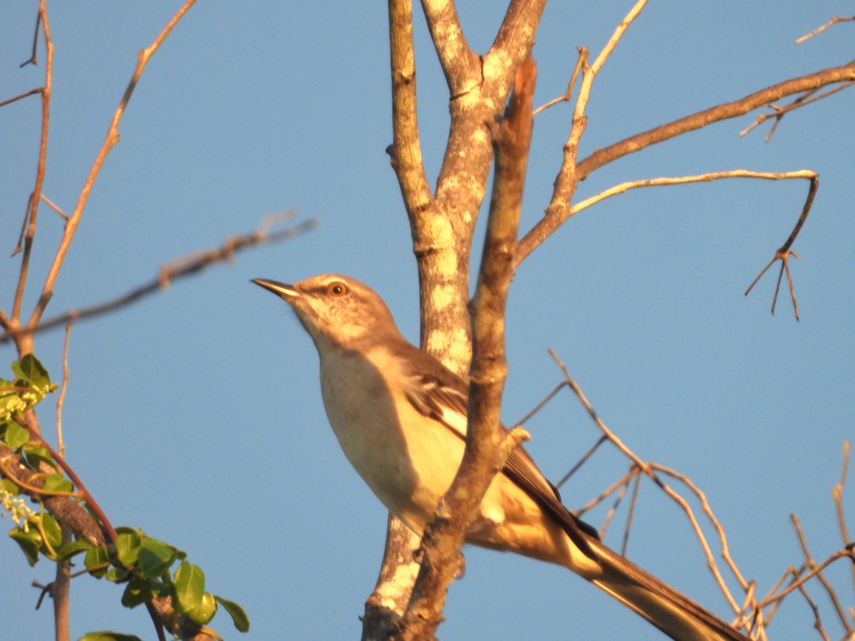 Northern Mockingbird - ML646349135