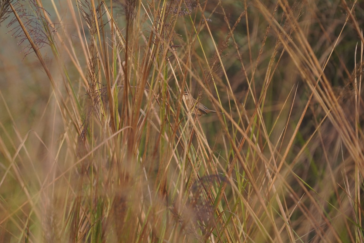 Paddyfield Warbler - ML646349136