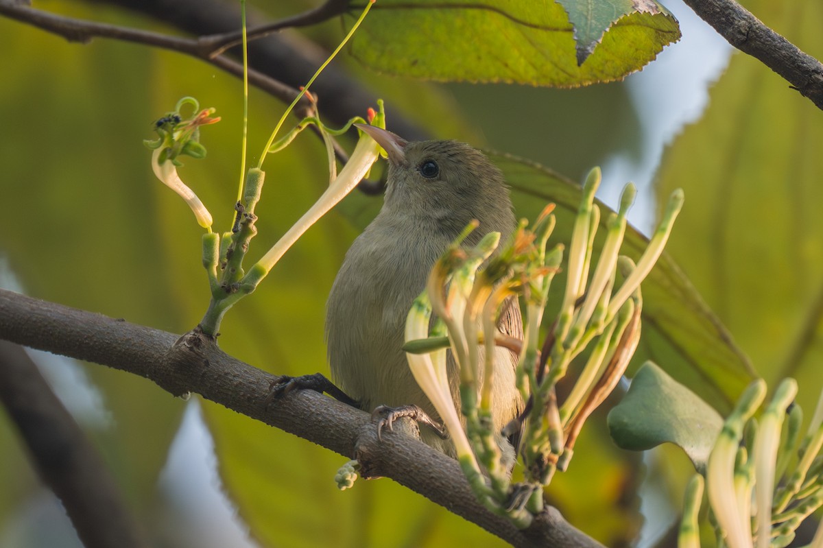 Pale-billed Flowerpecker - ML646349138