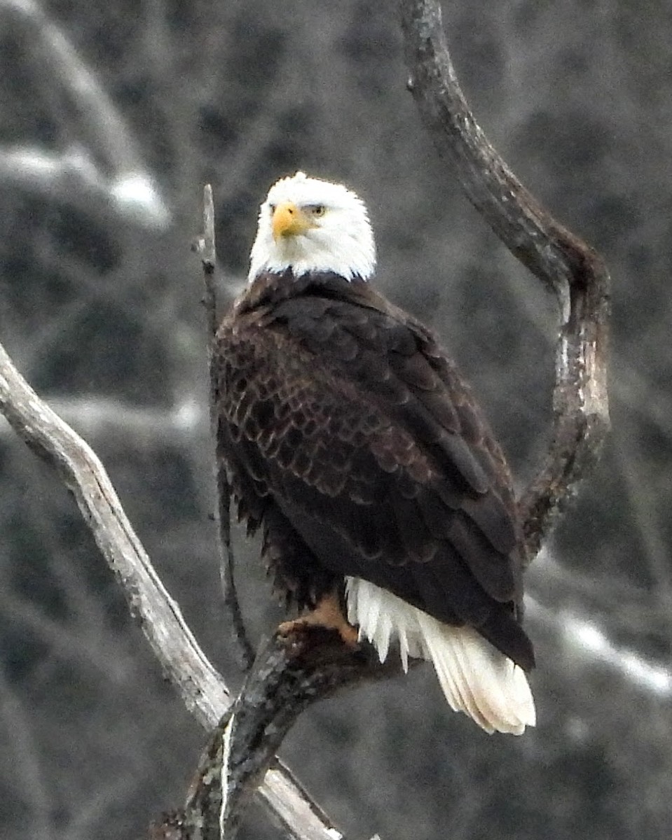 orel bělohlavý - ML646349139