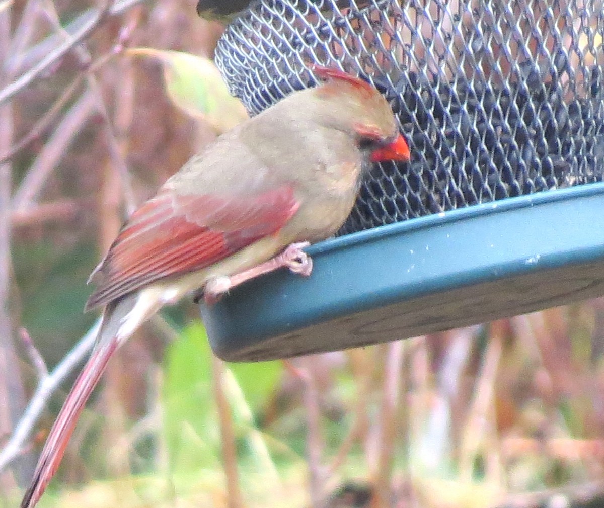 Northern Cardinal - ML646349140