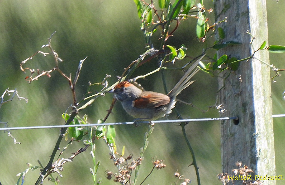 Spix's Spinetail - ML646349141