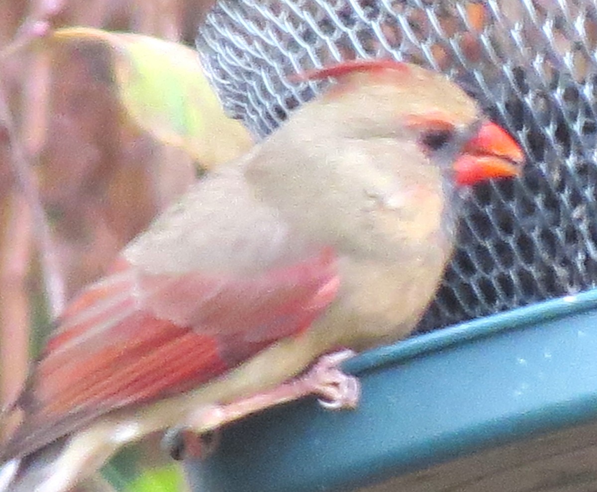 Northern Cardinal - ML646349146