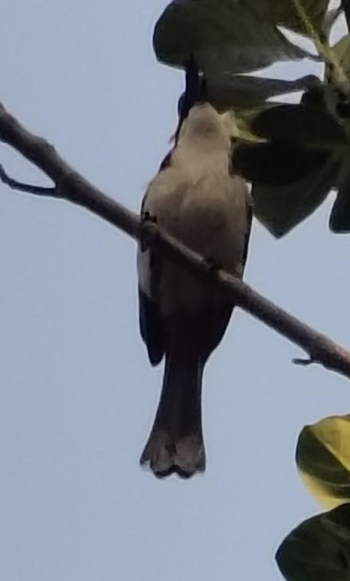 Red-whiskered Bulbul - ML646349148