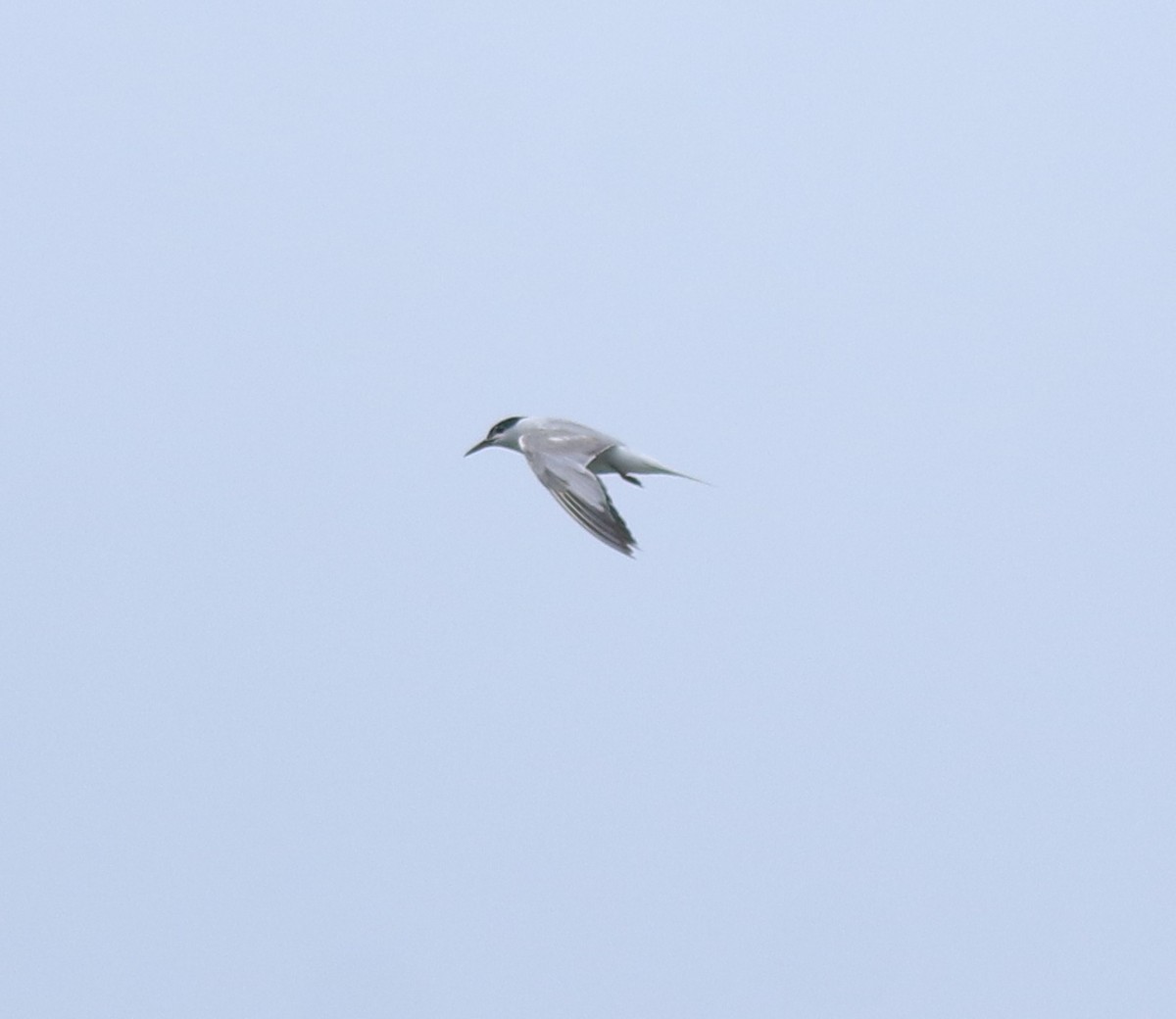 Common Tern - ML646349149