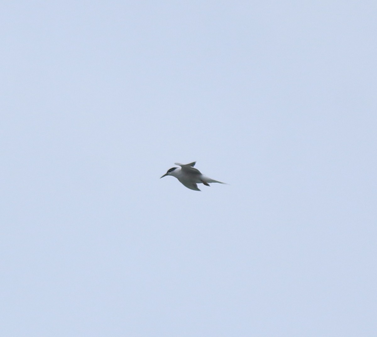 Common Tern - ML646349150