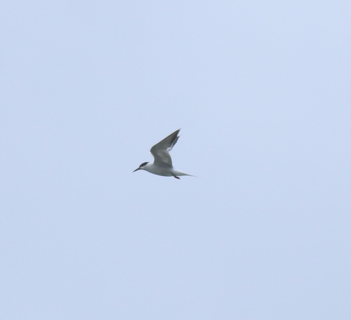 Common Tern - ML646349151