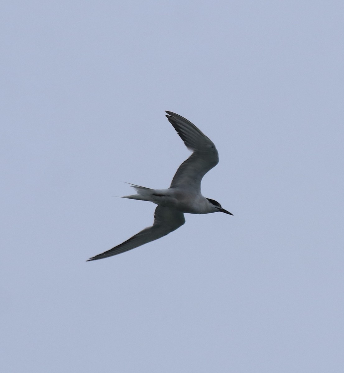 Common Tern - ML646349152