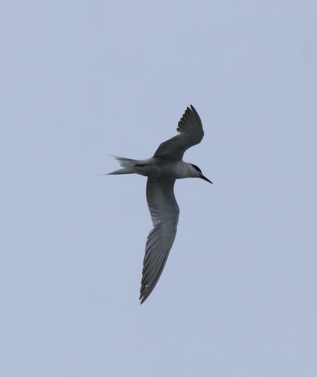 Common Tern - ML646349154