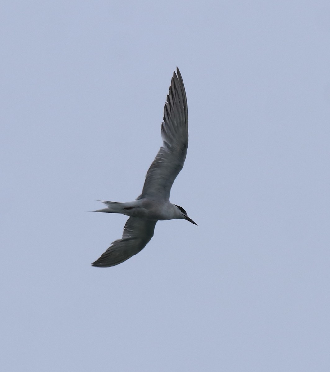 Common Tern - ML646349155