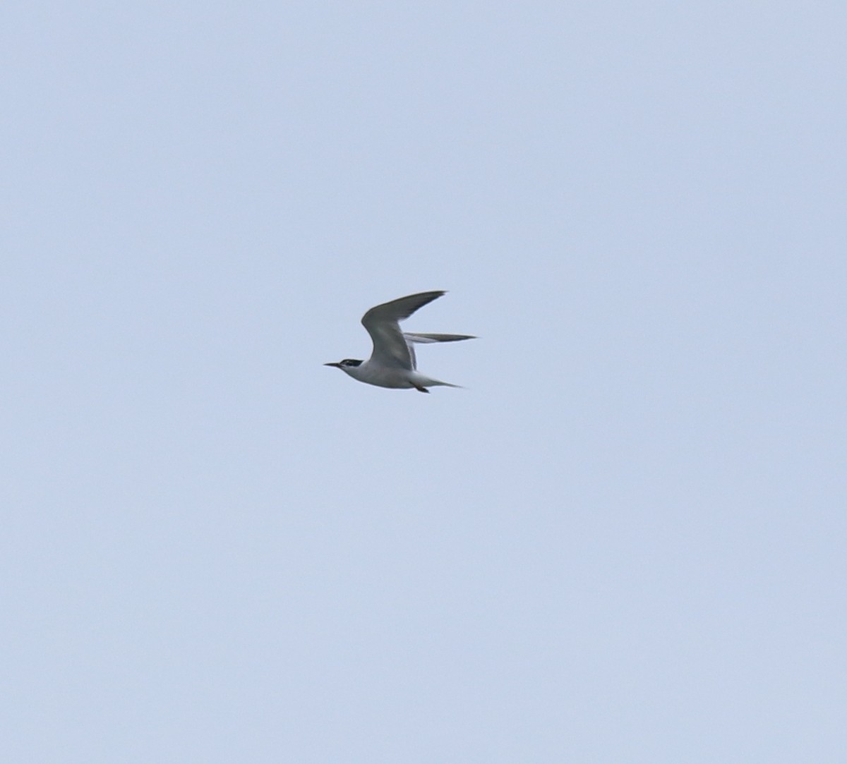 Common Tern - ML646349156