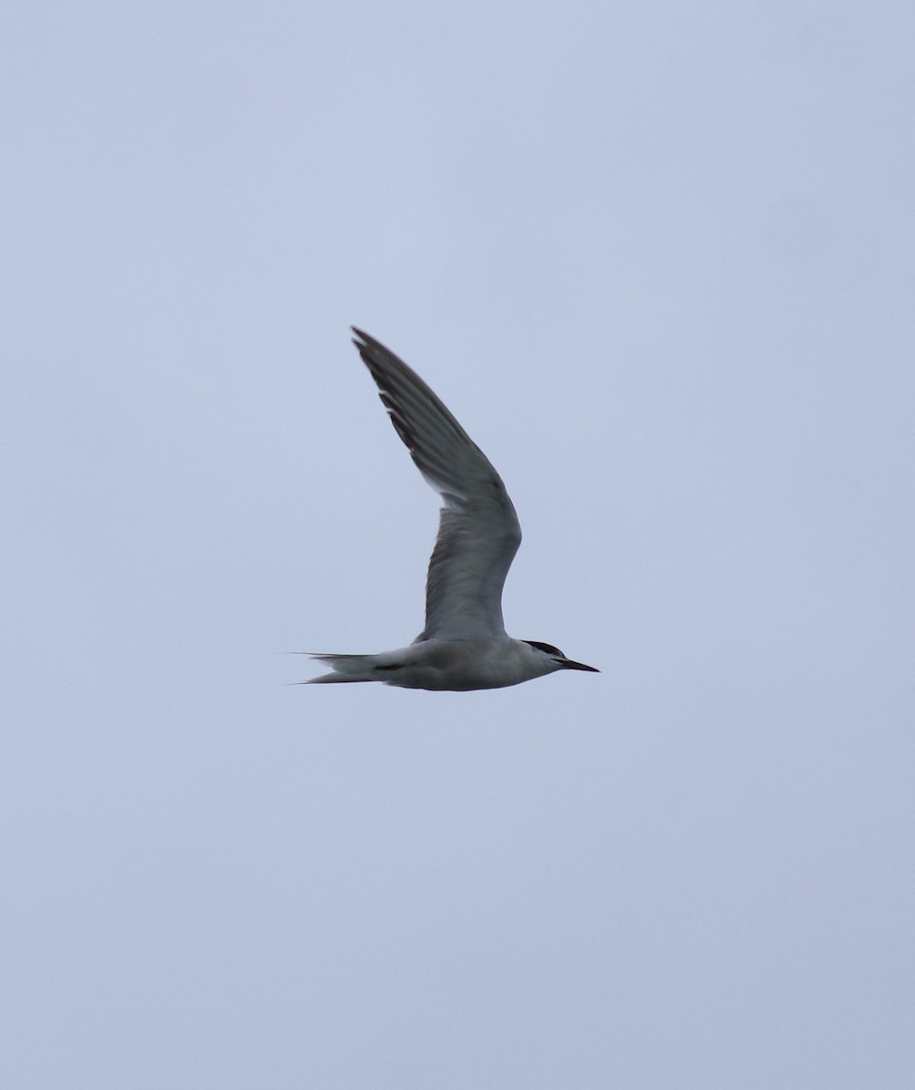 Common Tern - ML646349158