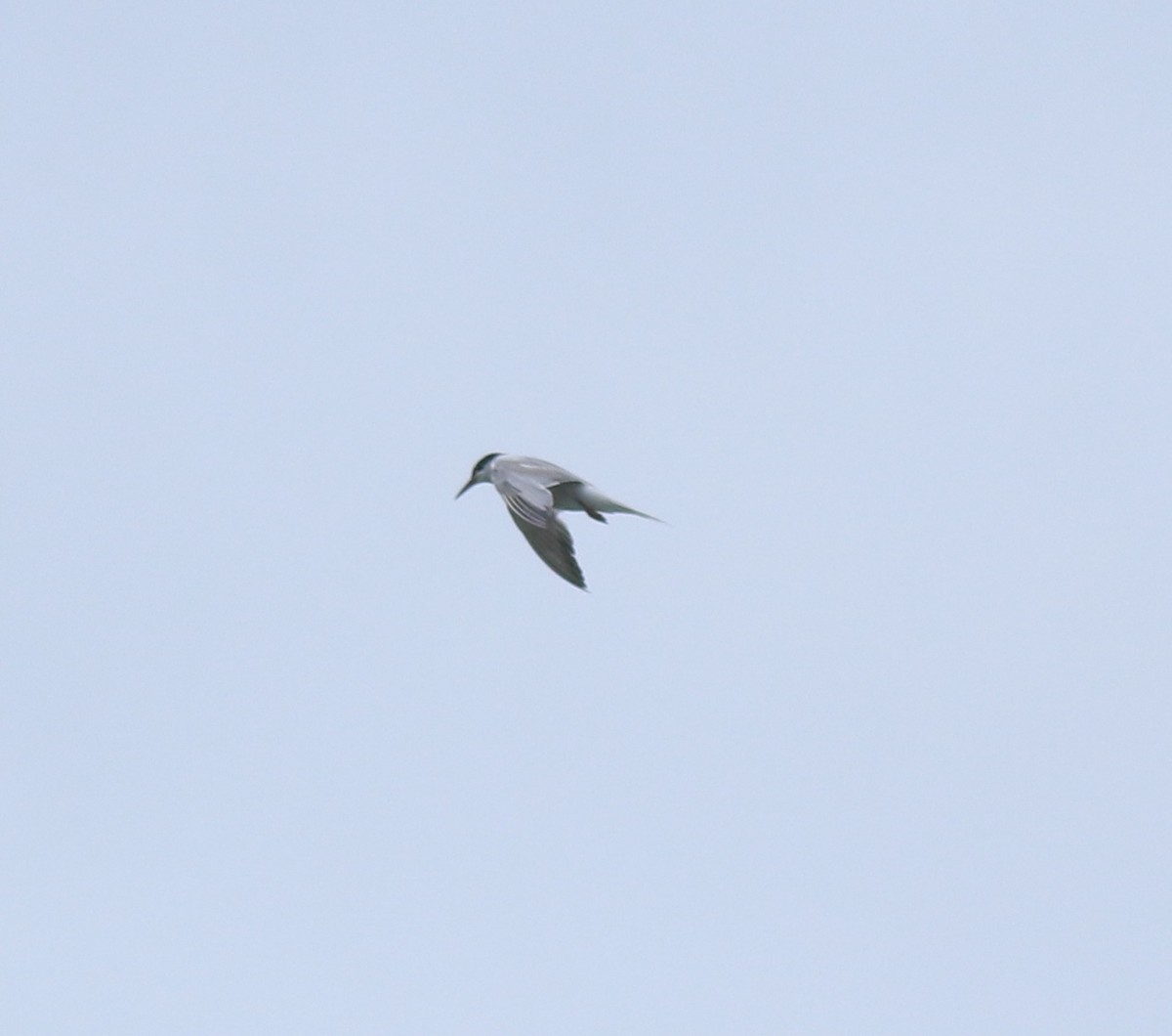 Common Tern - ML646349159