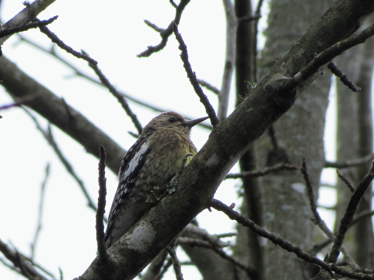 Yellow-bellied Sapsucker - ML646349161